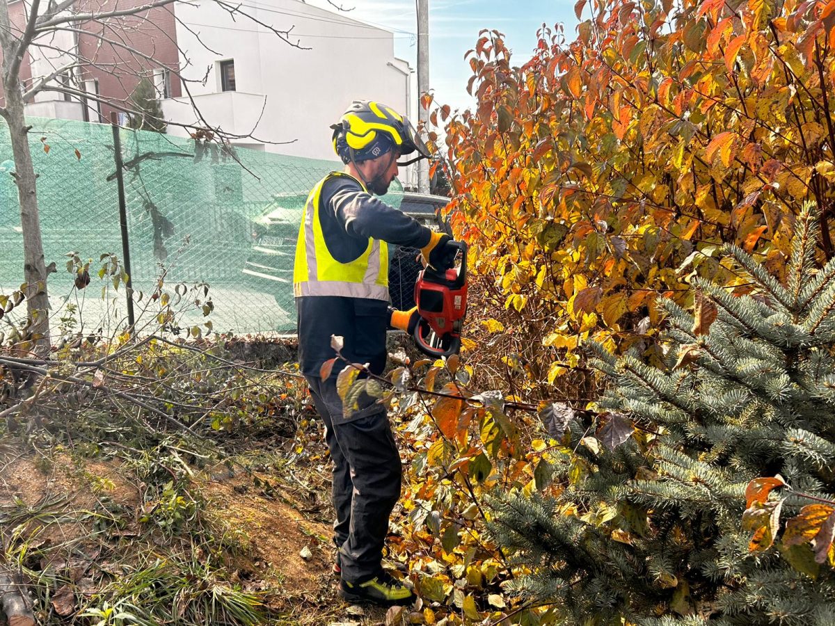 Acțiune de Toaletare Arbori și Arbuști - Waldorf Zorilor, Cluj-Napoca - Urban Arboristica
