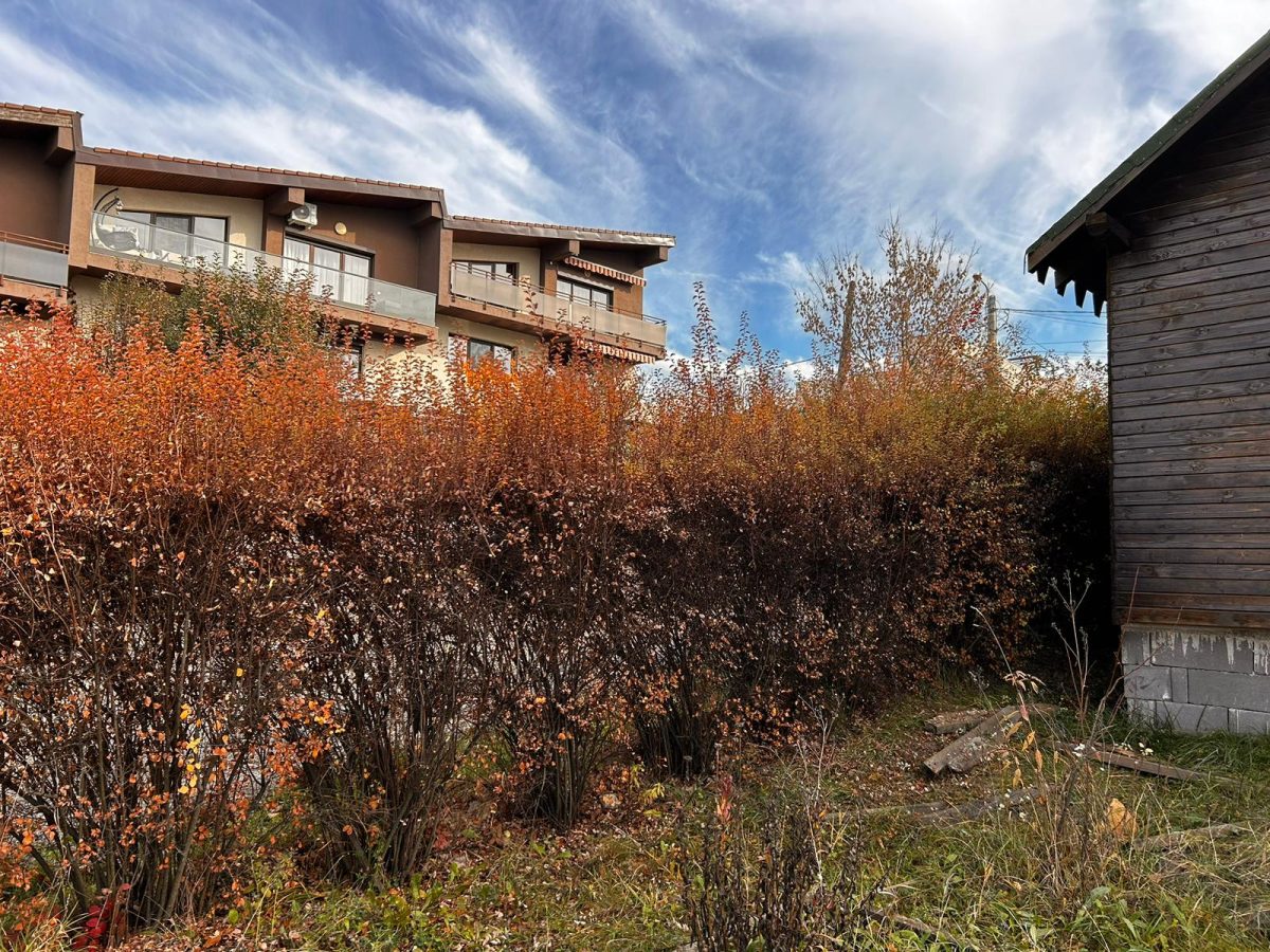 Acțiune de Toaletare Arbori și Arbuști - Waldorf Zorilor, Cluj-Napoca - Urban Arboristica