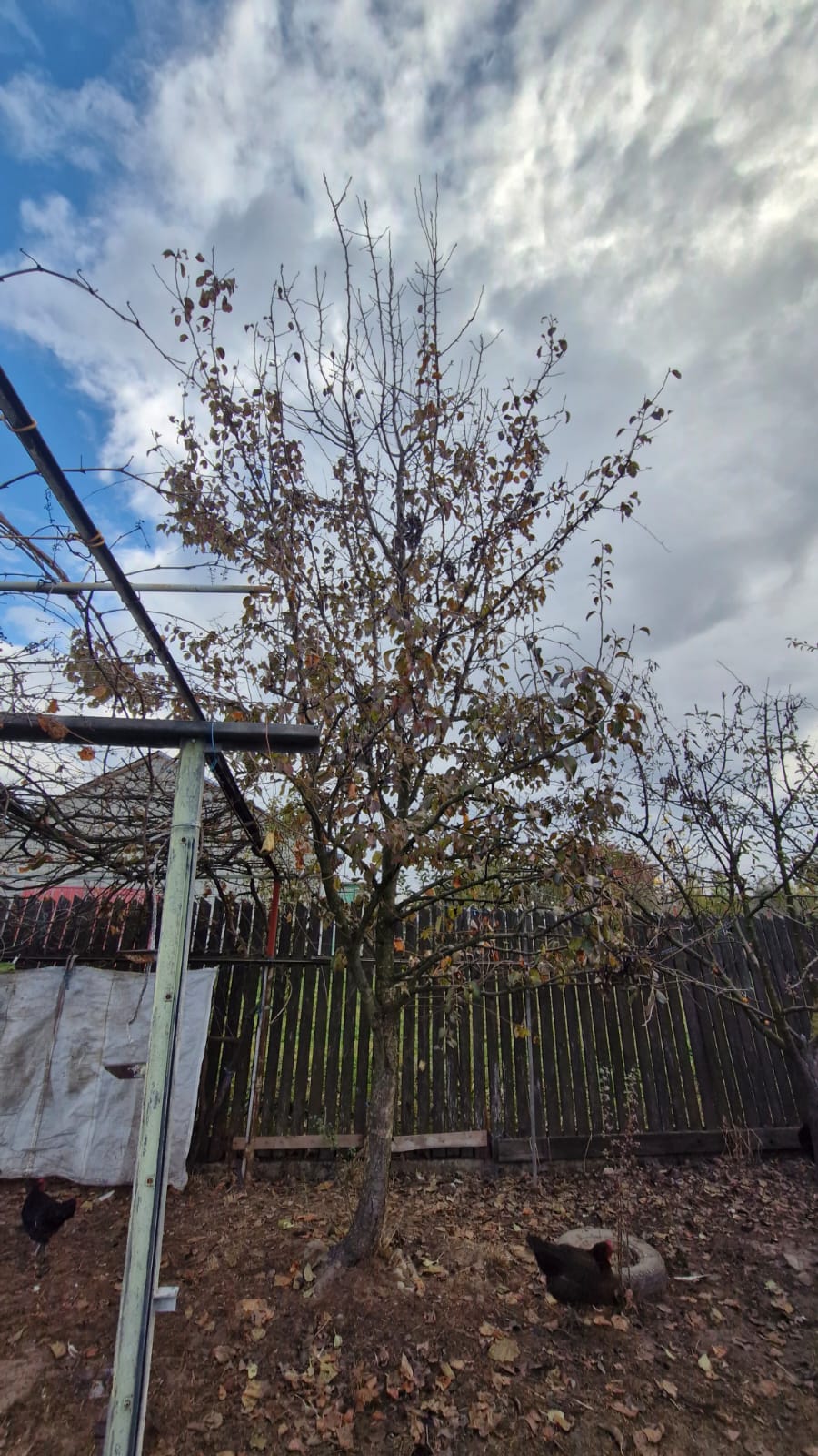 Servicii toaletare pomi fructiferi în județul Brasov - Urban Arboristica