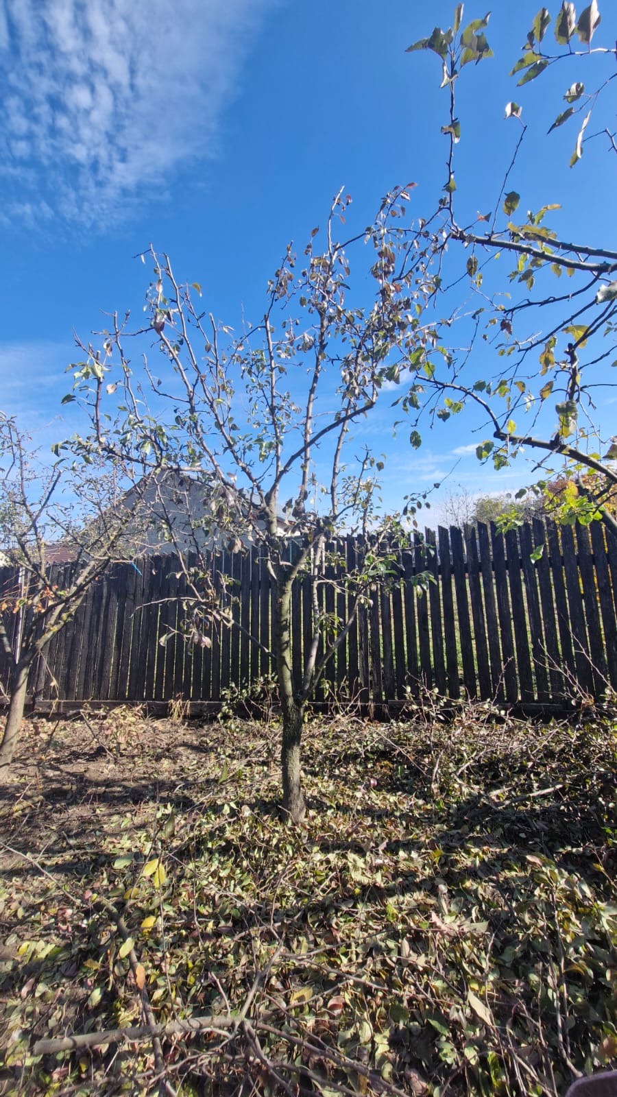 Servicii toaletare pomi fructiferi în județul Brasov - Urban Arboristica