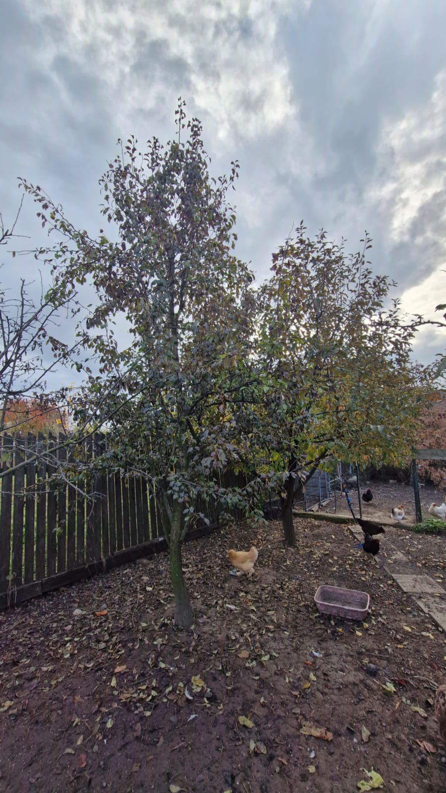 Servicii toaletare pomi fructiferi în județul Brasov - Urban Arboristica