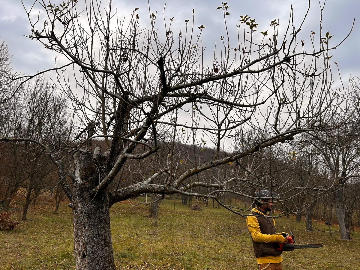 Servicii toaletare pomi fructiferi în județul Cluj - Urban Arboristica