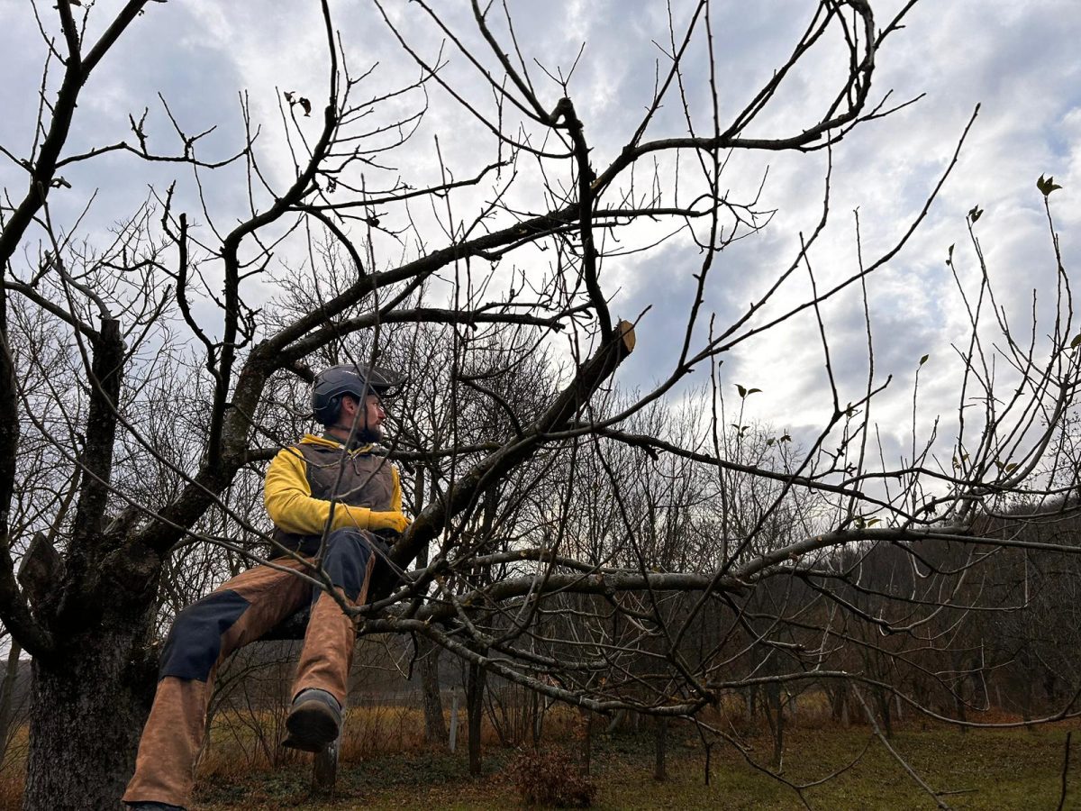 Servicii toaletare pomi fructiferi în județul Cluj - Urban Arboristica