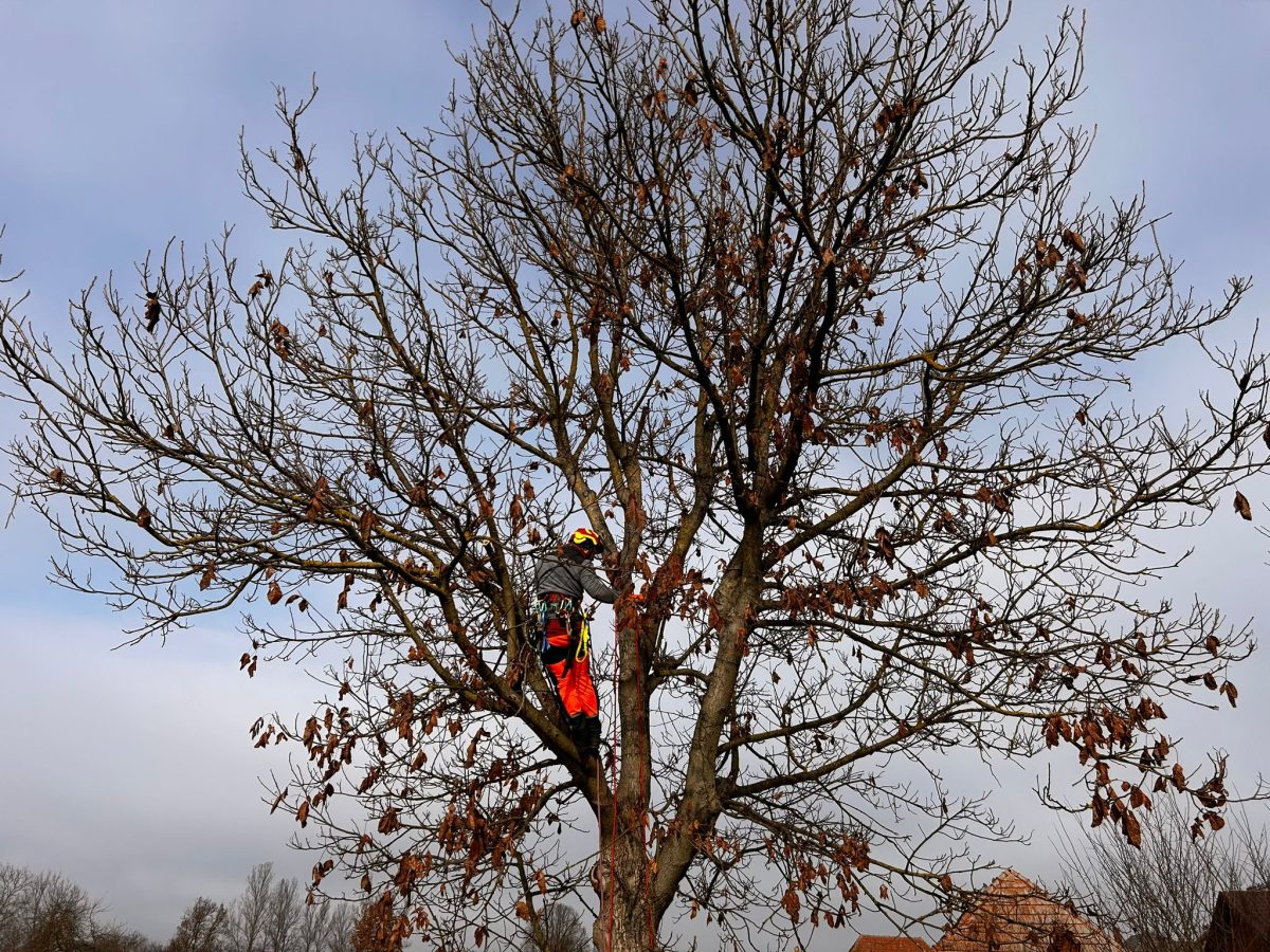 Toaletare Nuc in Zalau, Salaj prin Urban Arboristica