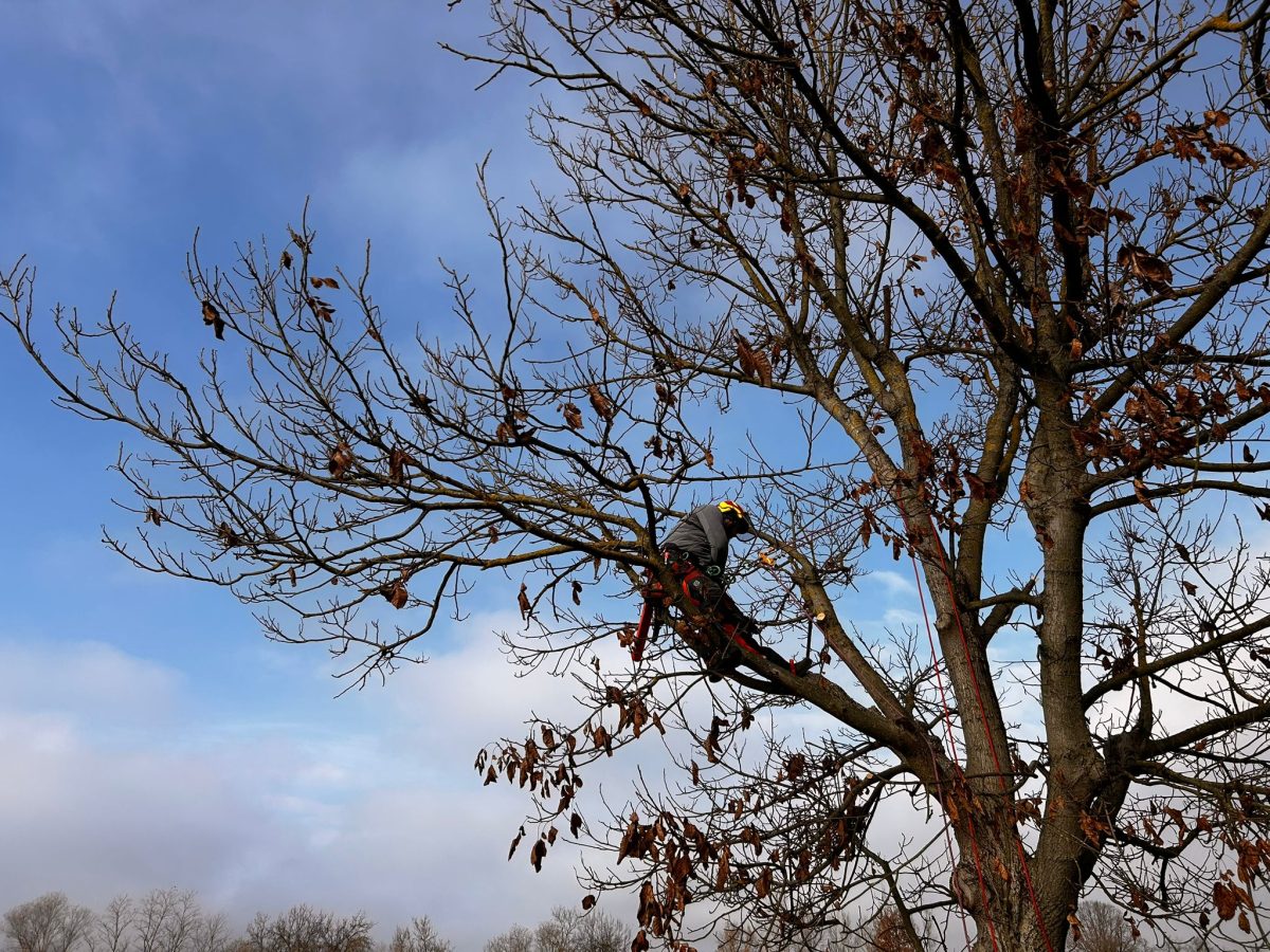 Toaletare Copaci in Zalau, Salaj prin Urban Arboristica