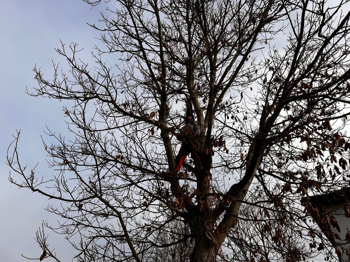 Toaletare Nuc in Zalau, Salaj prin Urban Arboristica