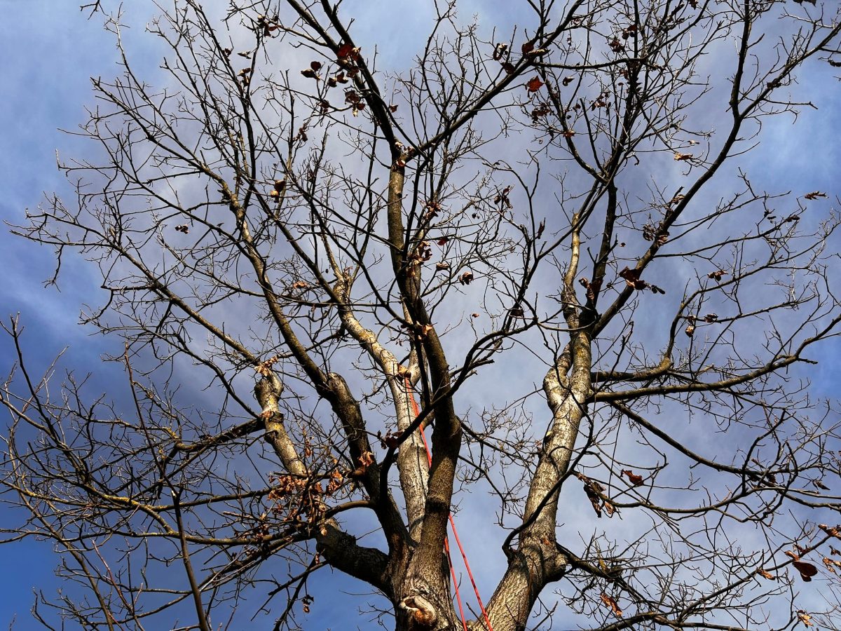 Toaletare Copaci in Zalau, Salaj prin Urban Arboristica