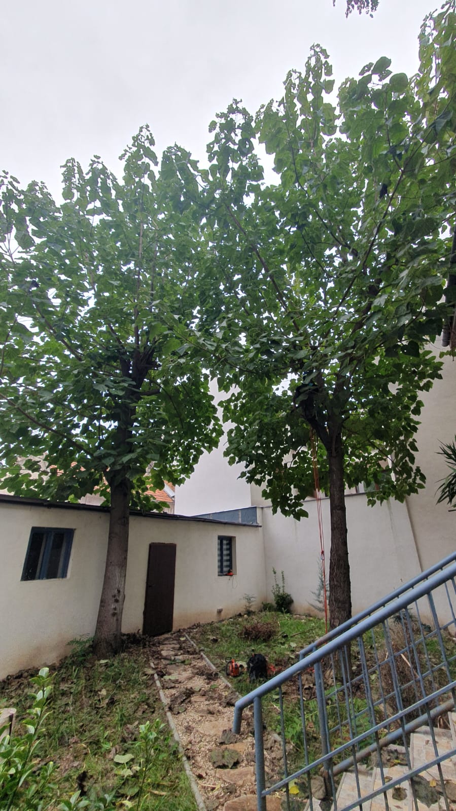 Servicii Toaletare Arbori in Arad - Urban Arboristica