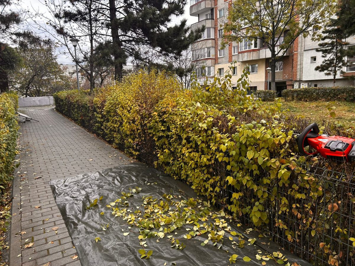 Tundere Intretinere Spatii Vii in Cluj Napoca - Urban Arboristica