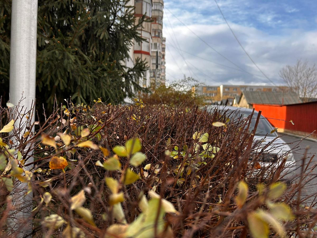 Tundere Intretinere Spatii Vii in Cluj Napoca - Urban Arboristica