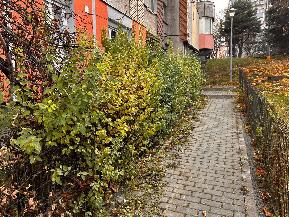 Tundere Intretinere Spatii Vii in Cluj Napoca - Urban Arboristica