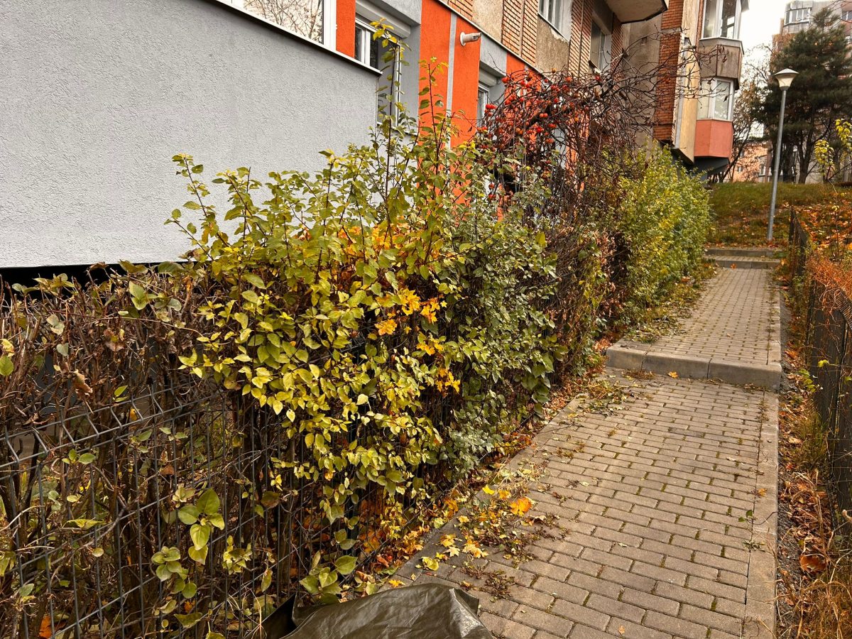 Tundere Intretinere Spatii Vii in Cluj Napoca - Urban Arboristica