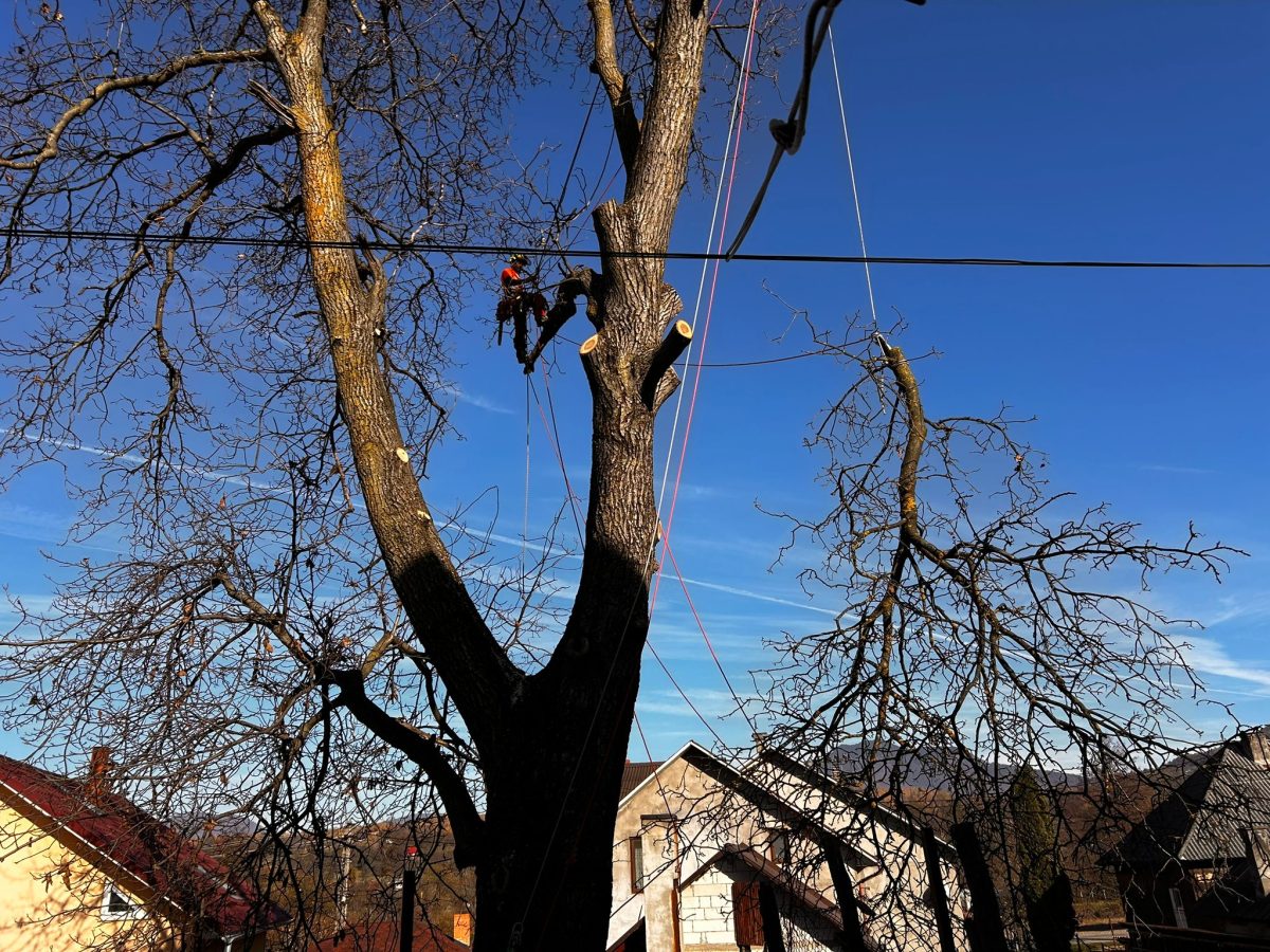 Toaletare Nuc Centenar Bistrița Bârgăului - Urban Arboristica