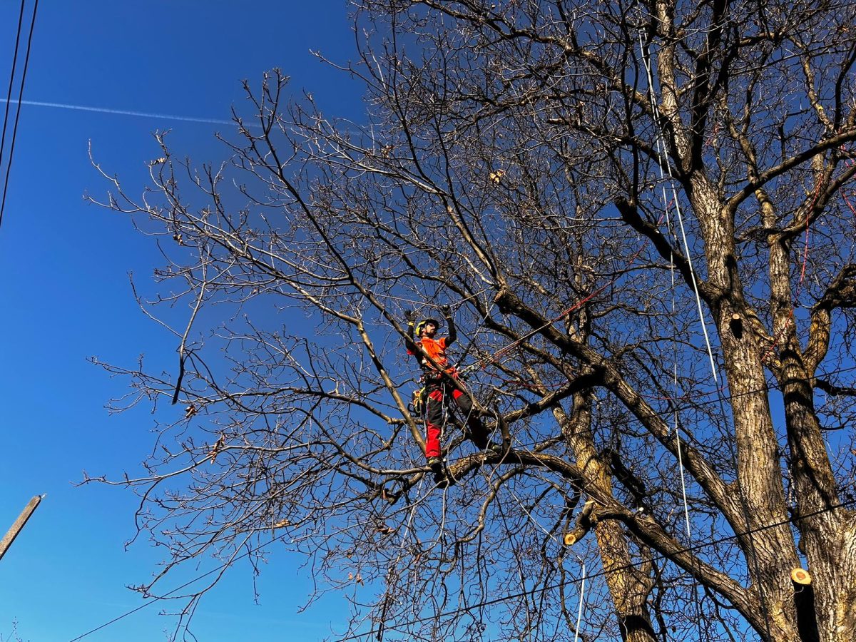 Reducere controlată a coronamentului, asigurând stabilitatea arborelui și minimizând riscul de căderi spontane de crengi sub greutatea zăpezii.