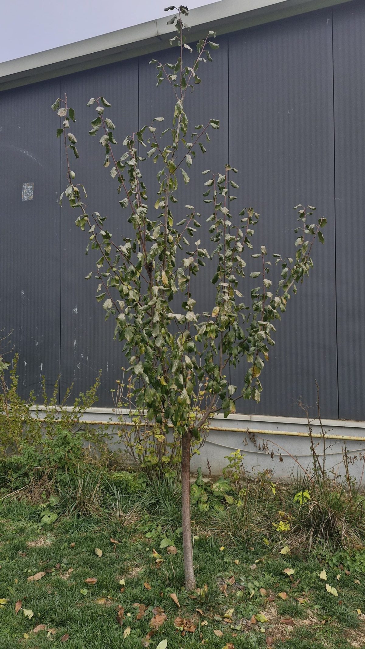 Toaletare Pomi Fructiferi Judetul Timis