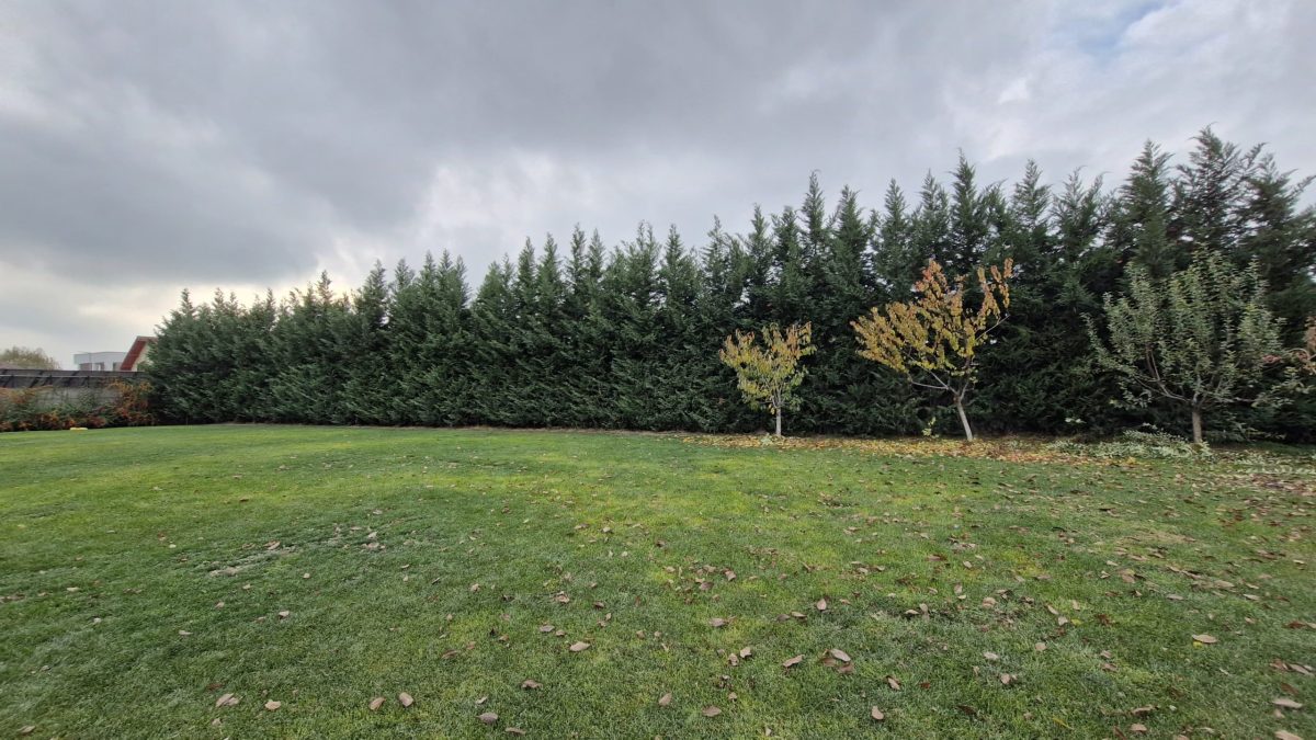 Urban Arboristica - Leylandi 60 ml de tuns pe 3 laturi si 4 fructiferi - Mar, gutui, cires si visin.