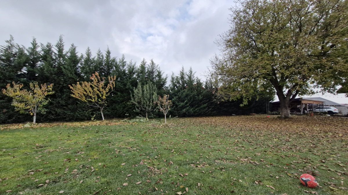 Urban Arboristica - Leylandi 60 ml de tuns pe 3 laturi si 4 fructiferi - Mar, gutui, cires si visin.