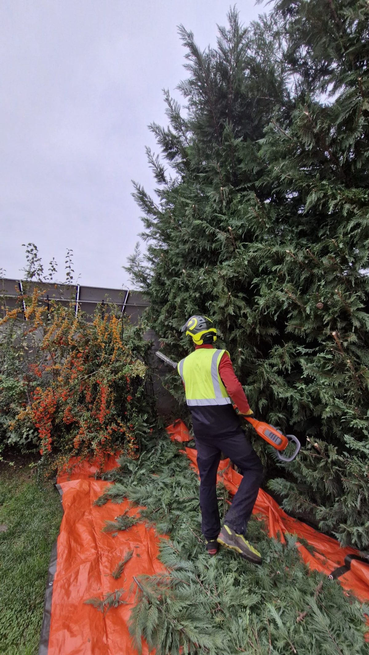 Urban Arboristica - Leylandi 60 ml de tuns pe 3 laturi si 4 fructiferi - Mar, gutui, cires si visin.