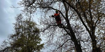 Toaletare Nuc, Cireș și Prun în Valea Chintăului, Cluj-Napoca