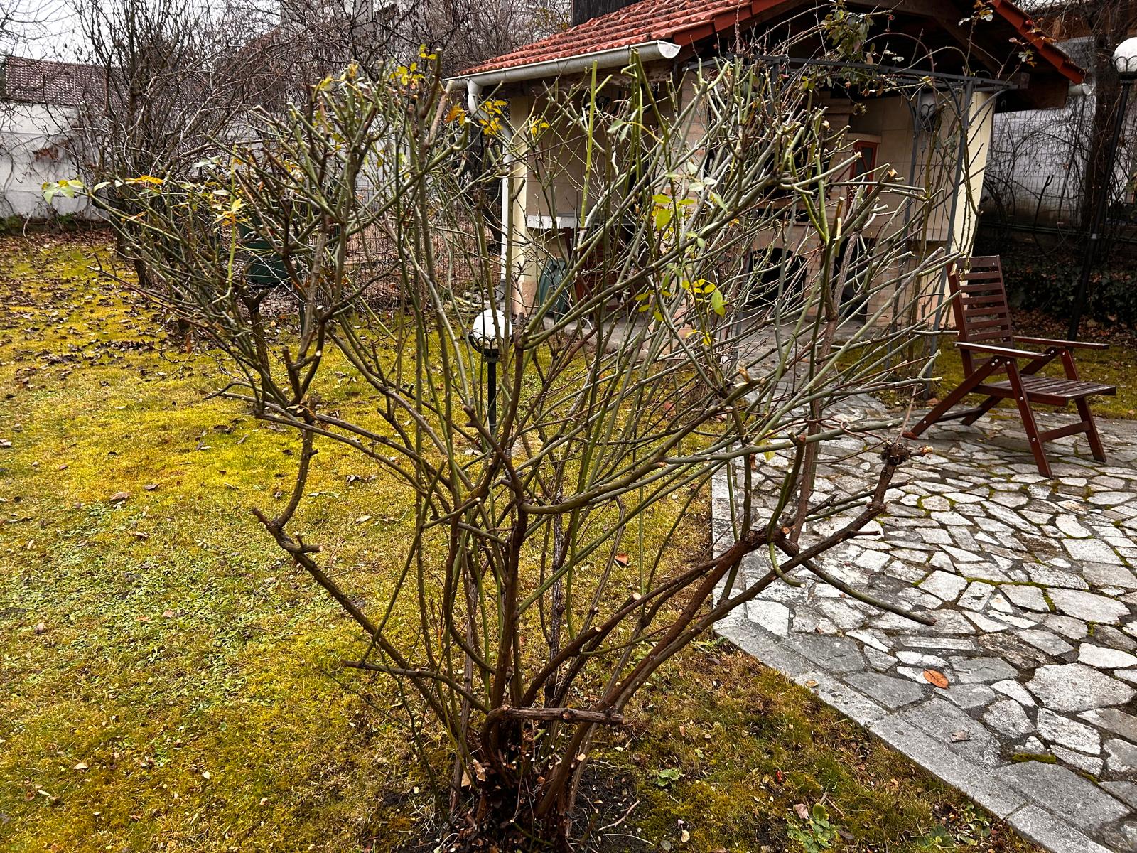 Urban Arboristica - Întreținere Spațiu Verde – Cluj-Napoca, Ion Agarbiceanu - Arboristica.ro