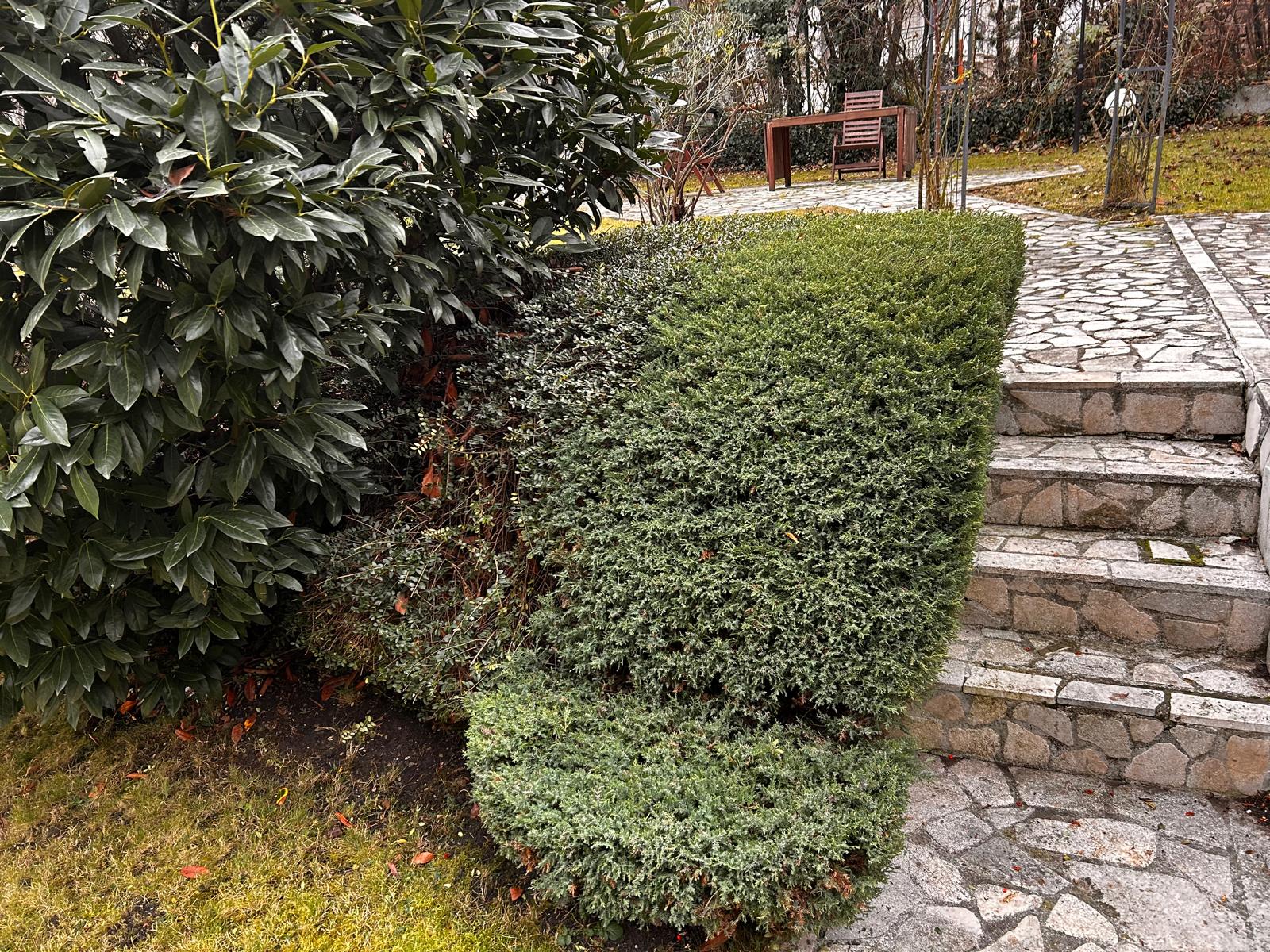 Urban Arboristica - Întreținere Spațiu Verde – Cluj-Napoca, Ion Agarbiceanu - Arboristica.ro