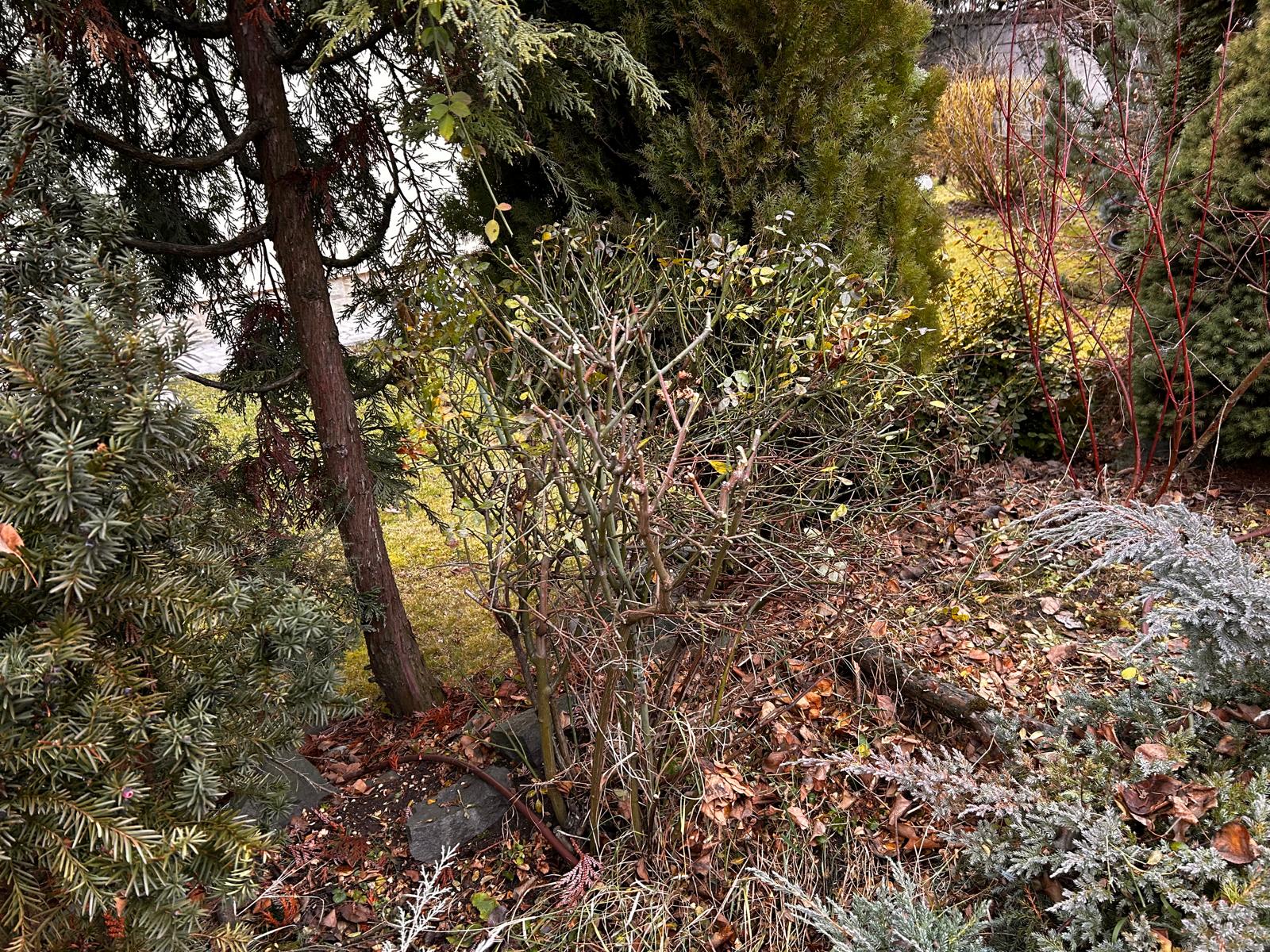 Urban Arboristica - Întreținere Spațiu Verde – Cluj-Napoca, Ion Agarbiceanu - Arboristica.ro