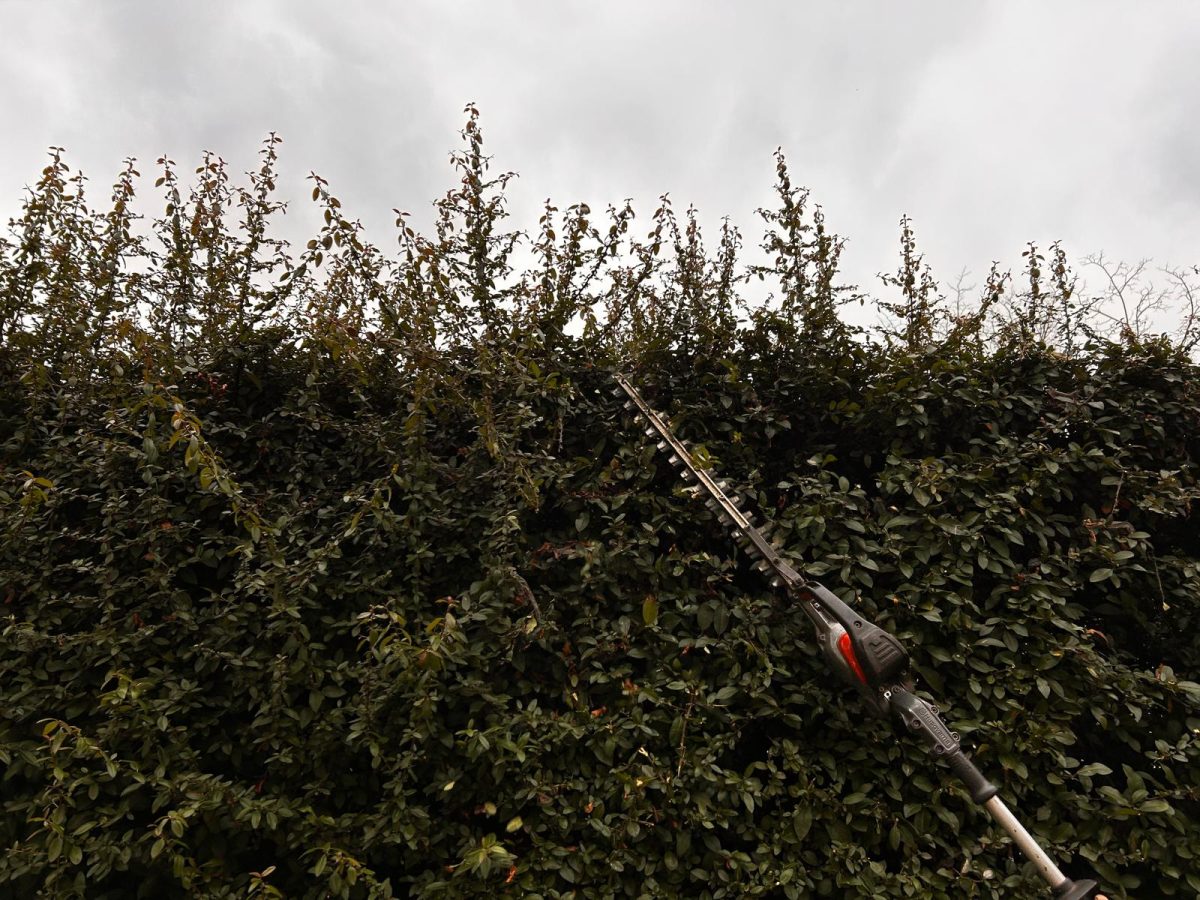 Urban Arboristica - Întreținere Spațiu Verde – Cluj-Napoca, Ion Agarbiceanu