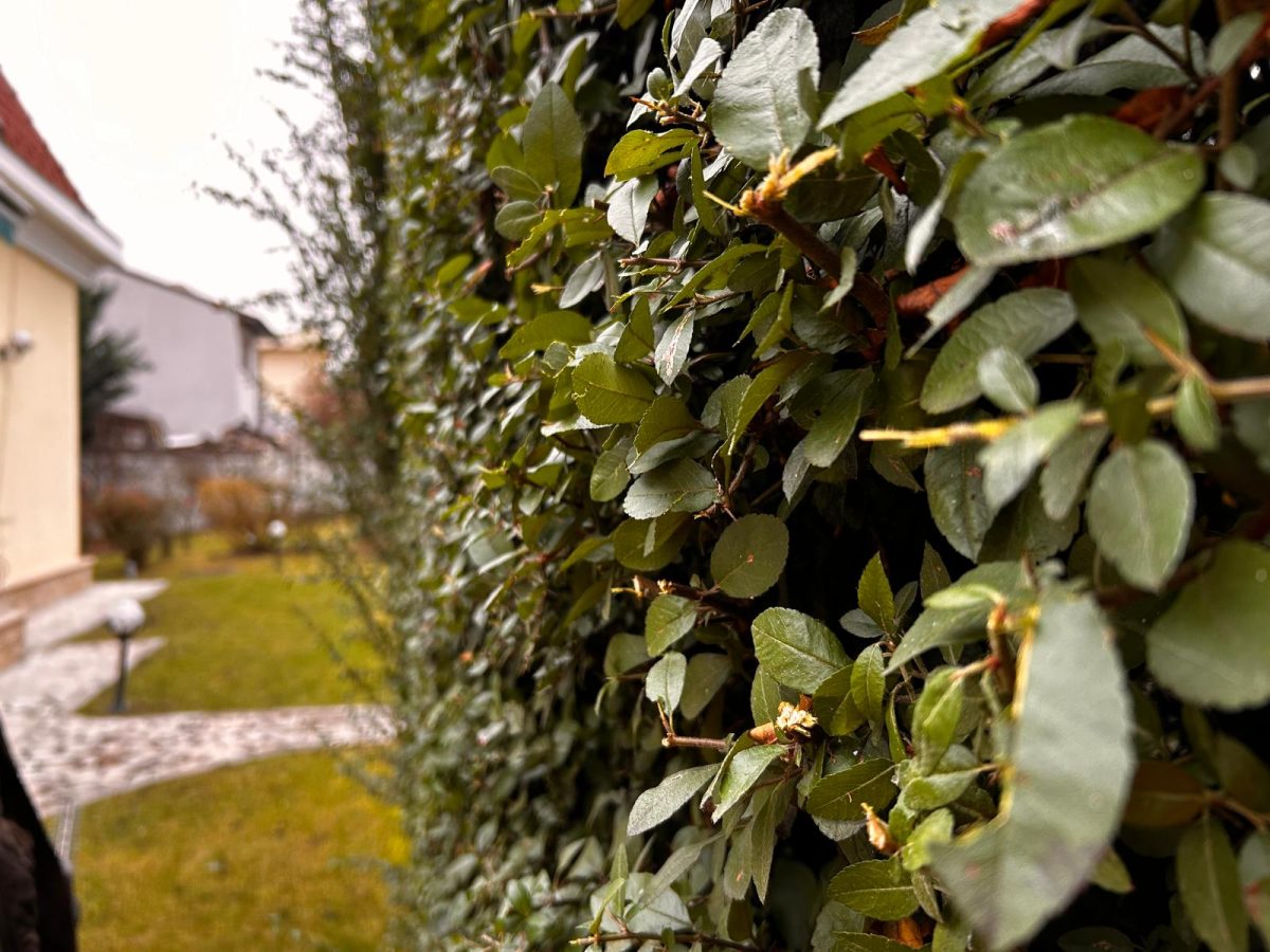 Urban Arboristica - Întreținere Spațiu Verde – Cluj-Napoca, Ion Agarbiceanu