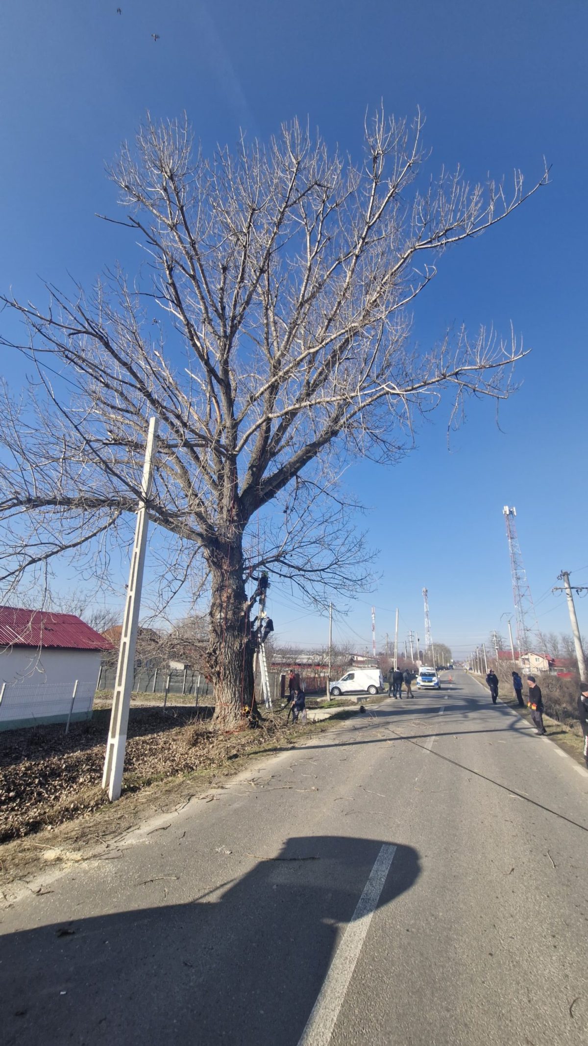 Lucrare Taiere Plop Uriaș Cosereni, Jud. Ialomița - Arboristica.ro