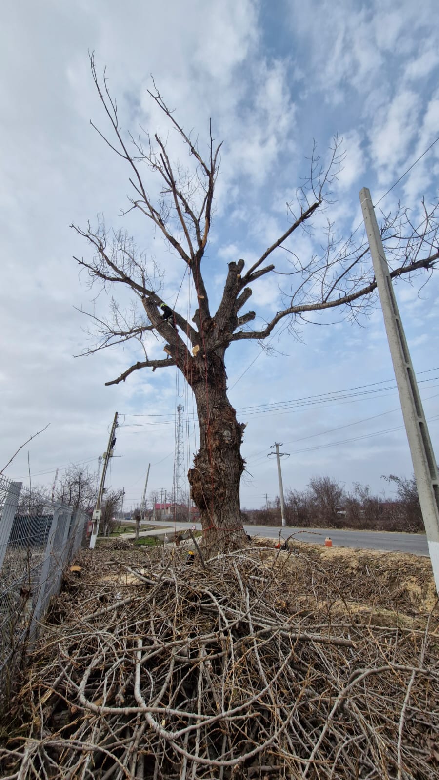 Lucrare Taiere Plop Uriaș Cosereni, Jud. Ialomița - Arboristica.ro