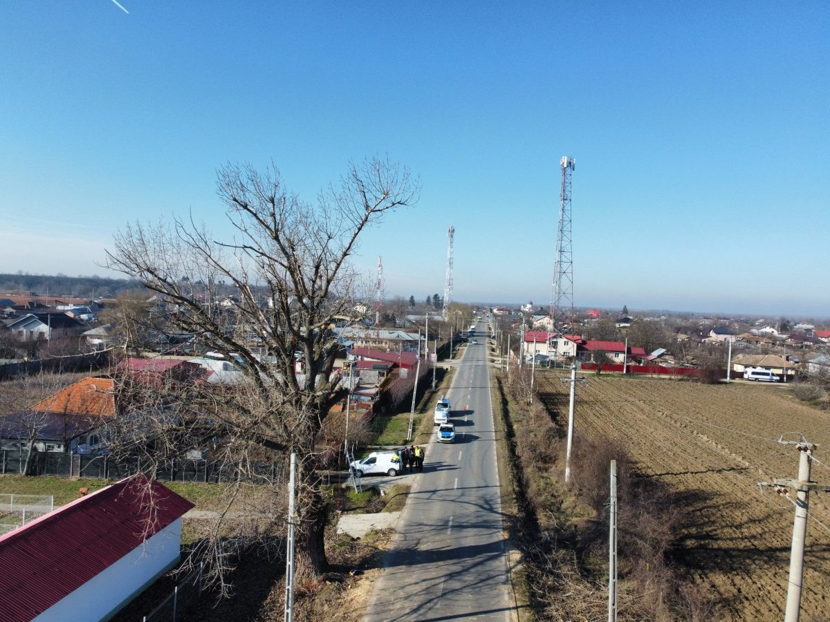 Lucrare Taiere Plop Uriaș Cosereni, Jud. Ialomița - Arboristica.ro