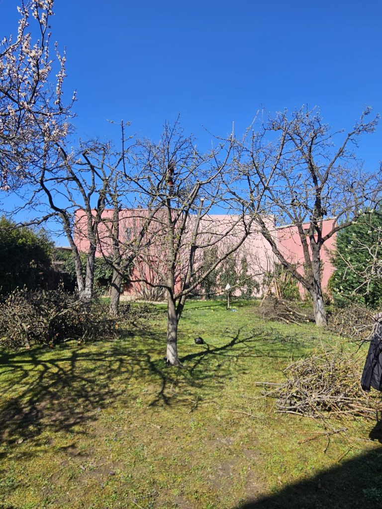 Întreținere Curte, Gradina Livada – Timișoara Arboristica Lucrari Arboricultura Recomandate Primavara - Ghid Arboristica.ro