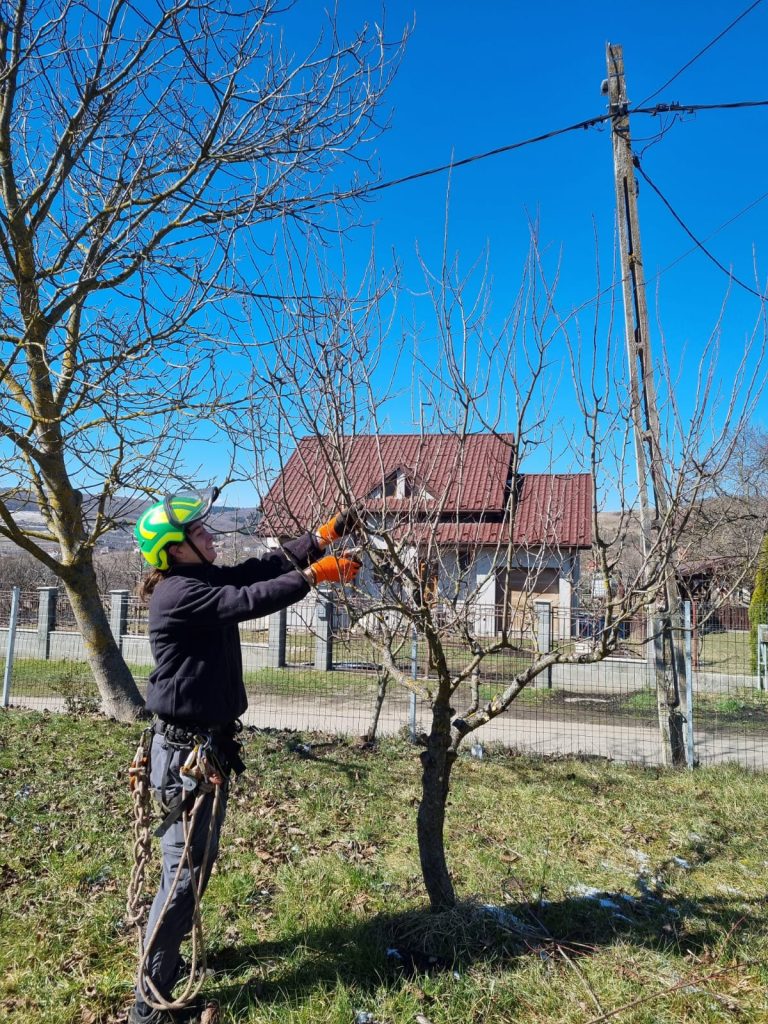 Lucrari Arboricultura Recomandate Primavara – Ghid Arboristica.ro Lucrari Arboricultura Recomandate Primavara - Ghid Arboristica.ro