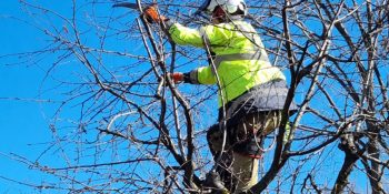 Ghid Lucrări Arboricultura Pentru Lunile Martie-Mai – Urban Arboristica