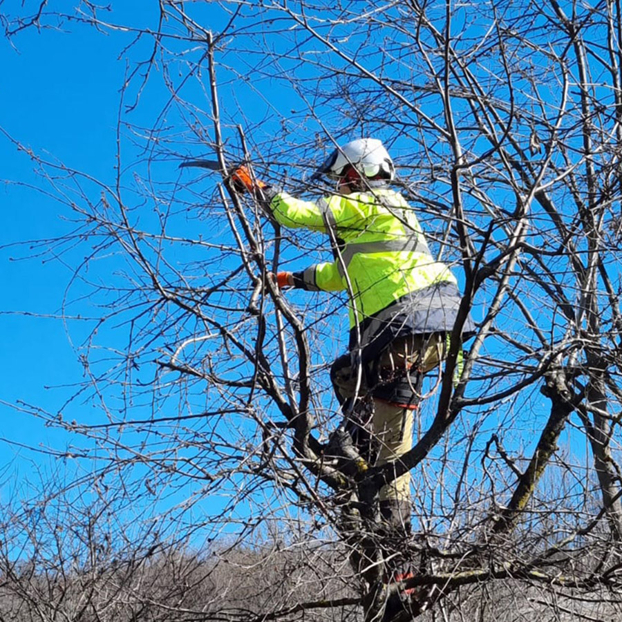 Lucrari Arboricultura Recomandate Primavara - Ghid Arboristica.ro