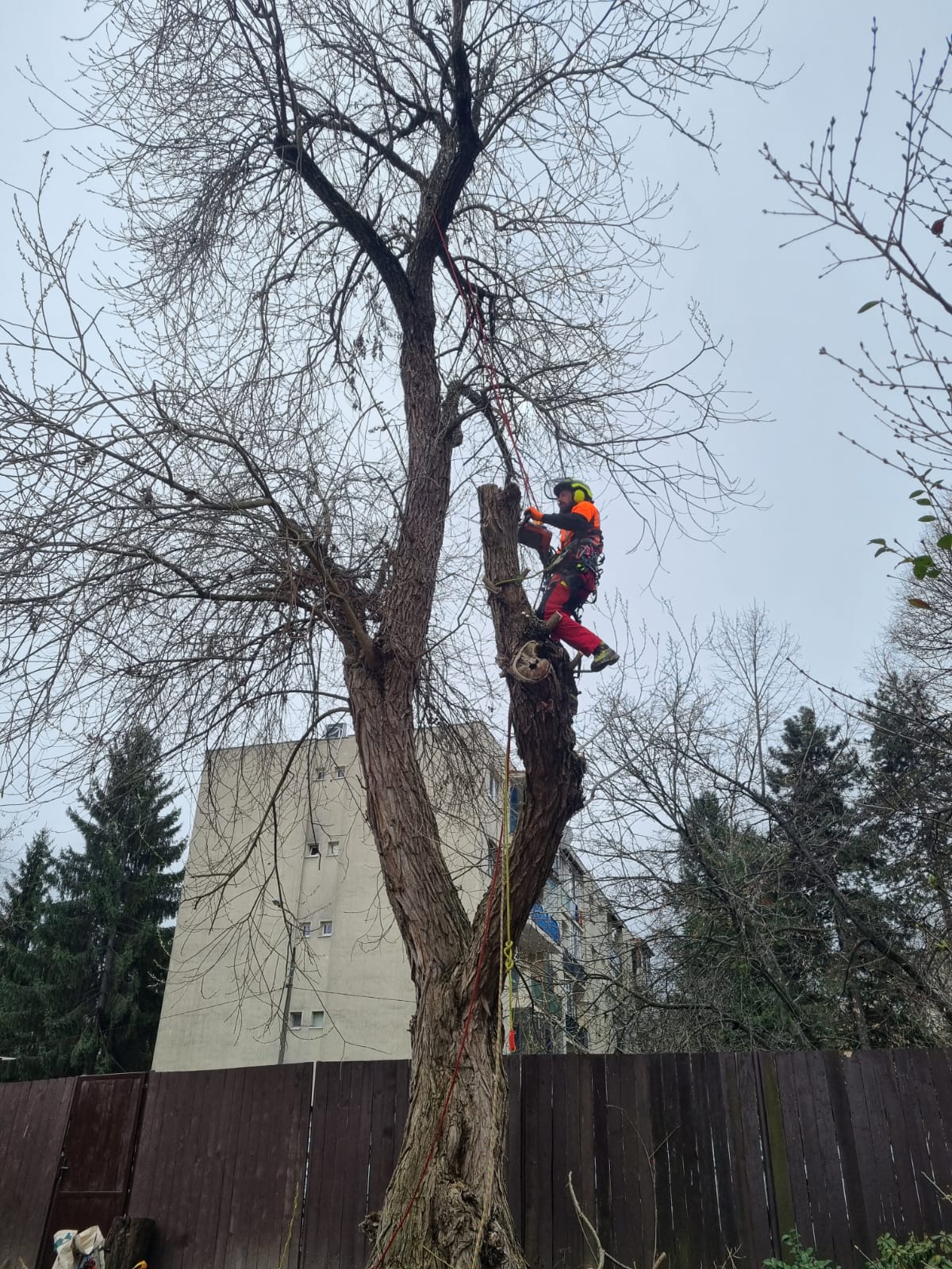 Lucrare Doborâre Ciot Salcie în Cluj-Napoca, Cluj