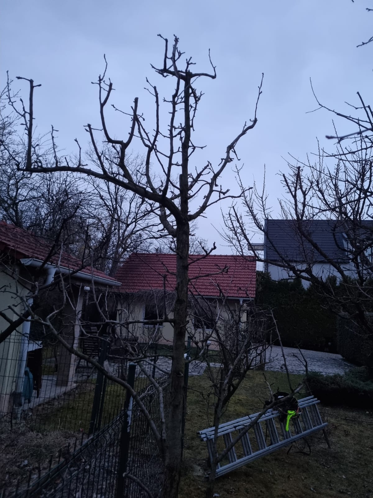 Servicii Întreținere Pomi Curte si Gradina – Oradea prin Urban Arboristica