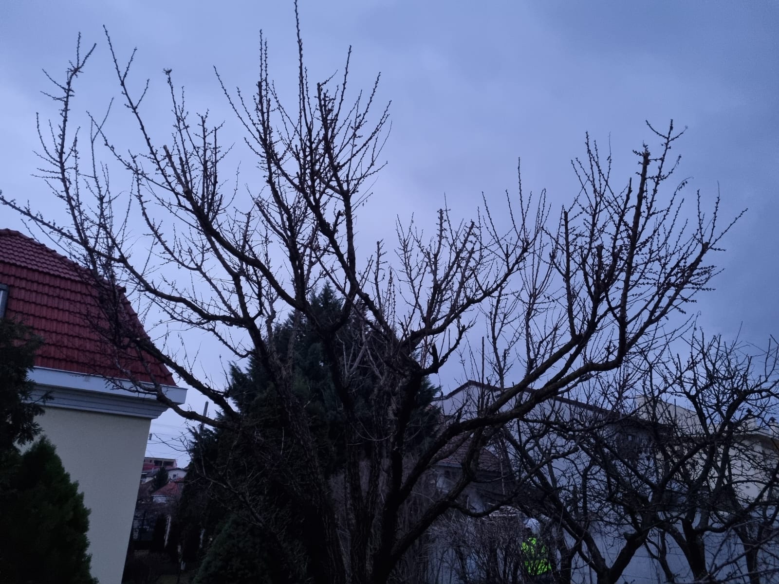 Servicii Întreținere Pomi Curte si Gradina – Oradea prin Urban Arboristica