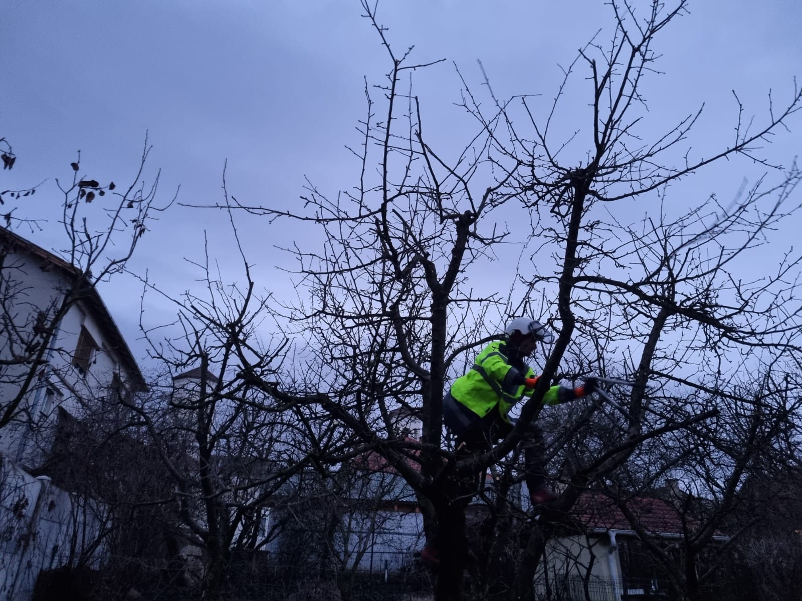 Servicii Întreținere Pomi Curte si Gradina – Oradea prin Urban Arboristica