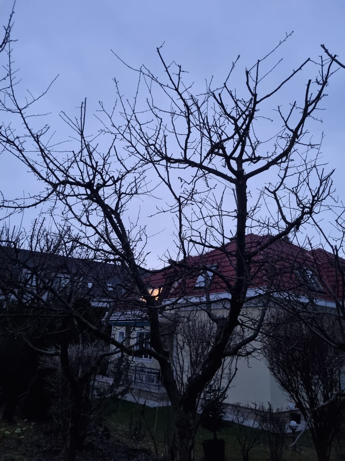 Servicii Întreținere Pomi Curte si Gradina – Oradea prin Urban Arboristica