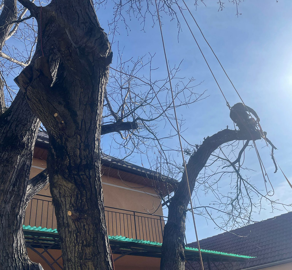 Taiere Copaci Periculosi Avrig, Jud. Sibiu - Arboristica.ro
