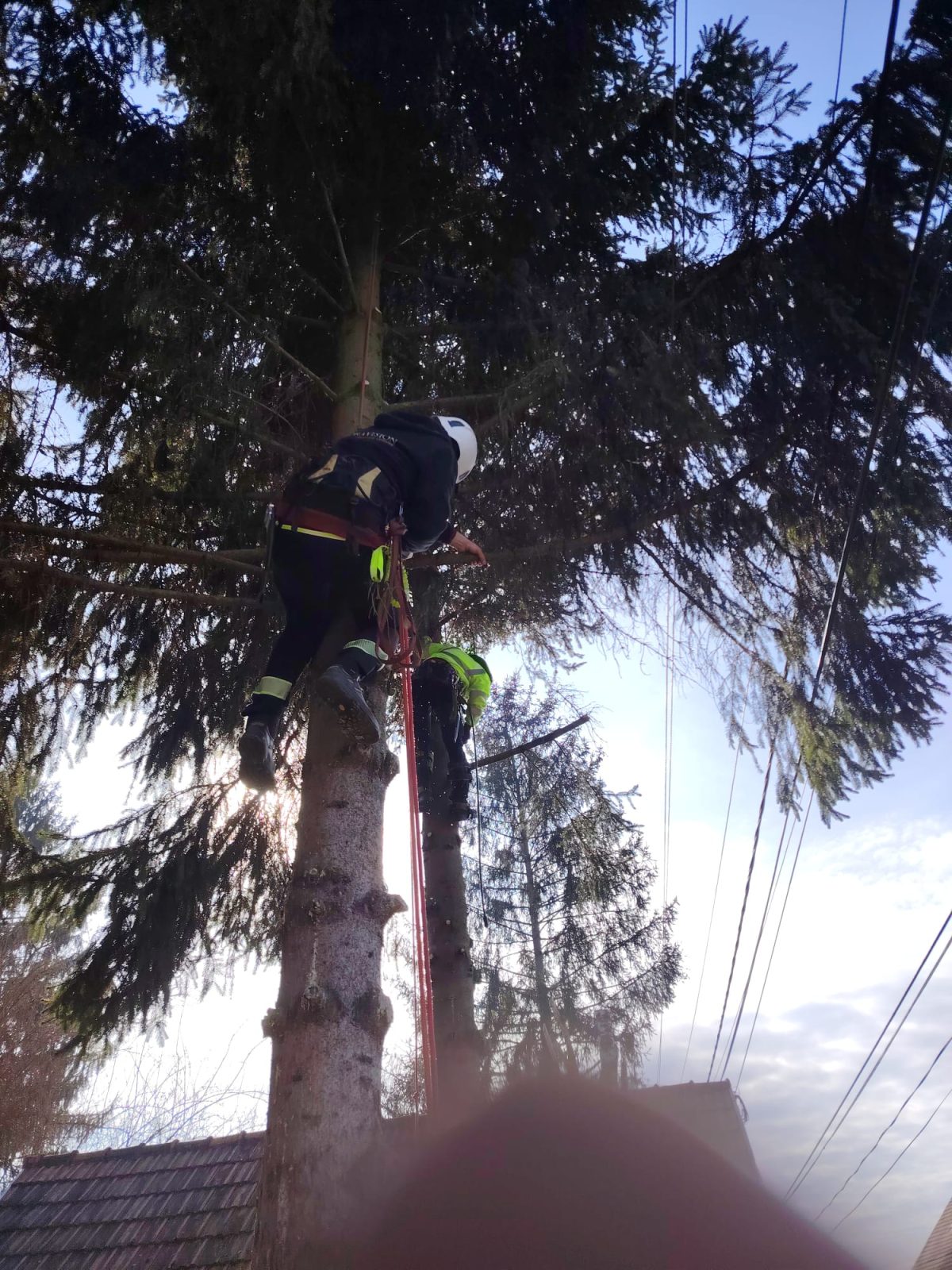 Urban Arboristica - Lucrare Toaletare Brazi 14 Metri – Mediaș, Sibiu