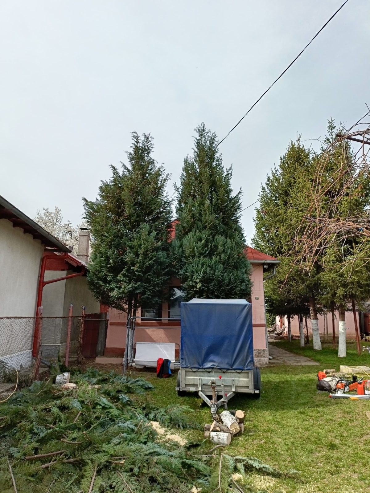 Servicii Toaletare Tuia Buzau - Urban Arboristica