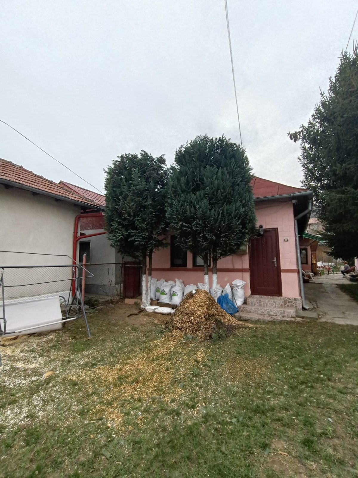 Servicii Toaletare Tuia Buzau - Urban Arboristica