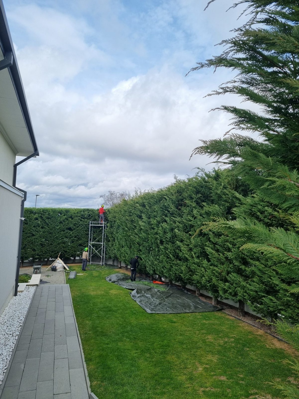 Lucrare Toaletare Gard Viu Leylandii 4 Metri Înaltime – Arad