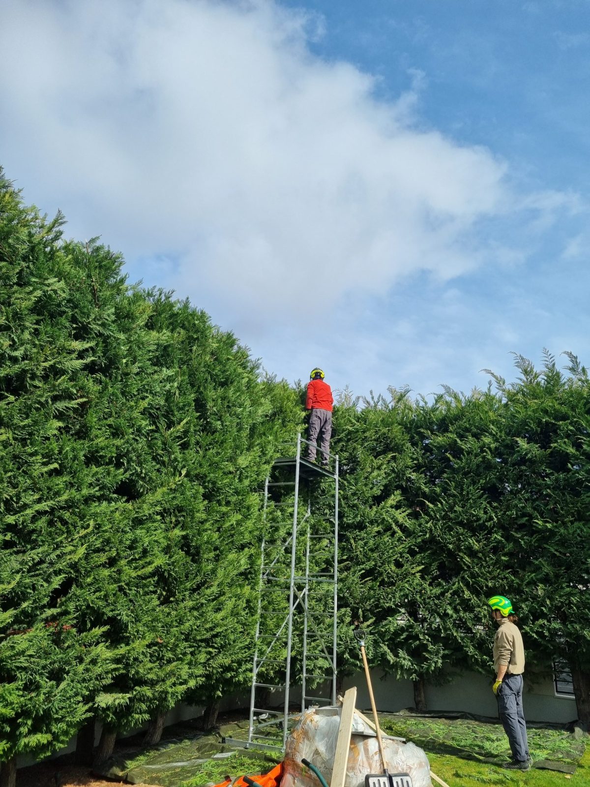 Servicii Toaletare Gard Viu Leylandii Arad - Urban Arboristica