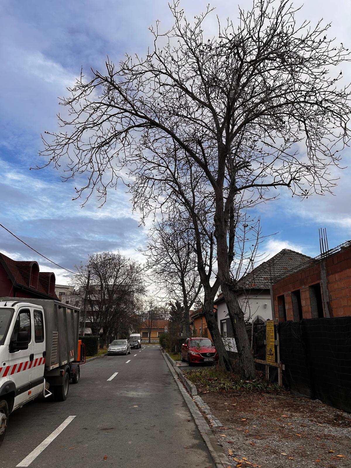 Toaletare Copaci 16 Metri Oradea - Urban Arboristica