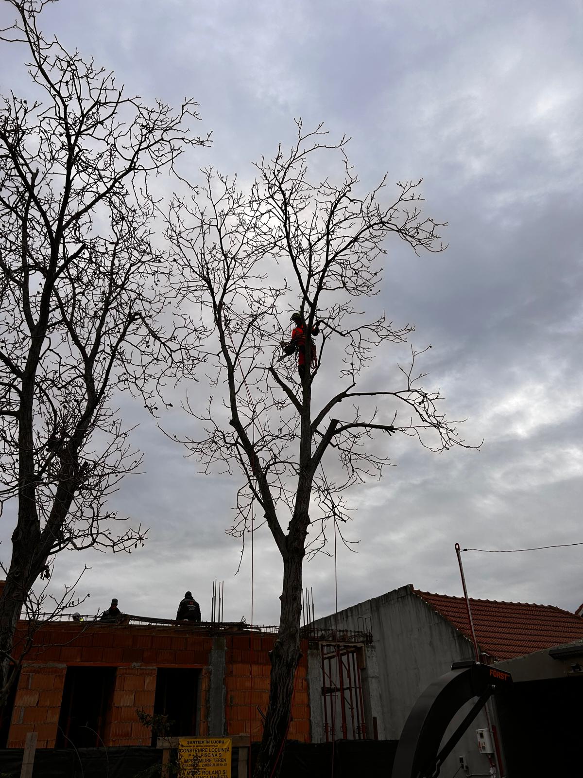 Servicii Toaletare Copaci Nuc 16 Metri Oradea - Urban Arboristica