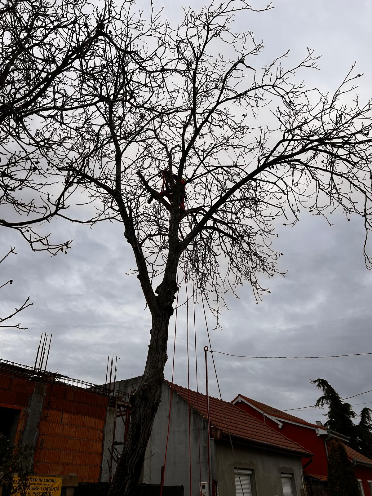 Servicii Toaletare Copaci Nuc 16 Metri Oradea