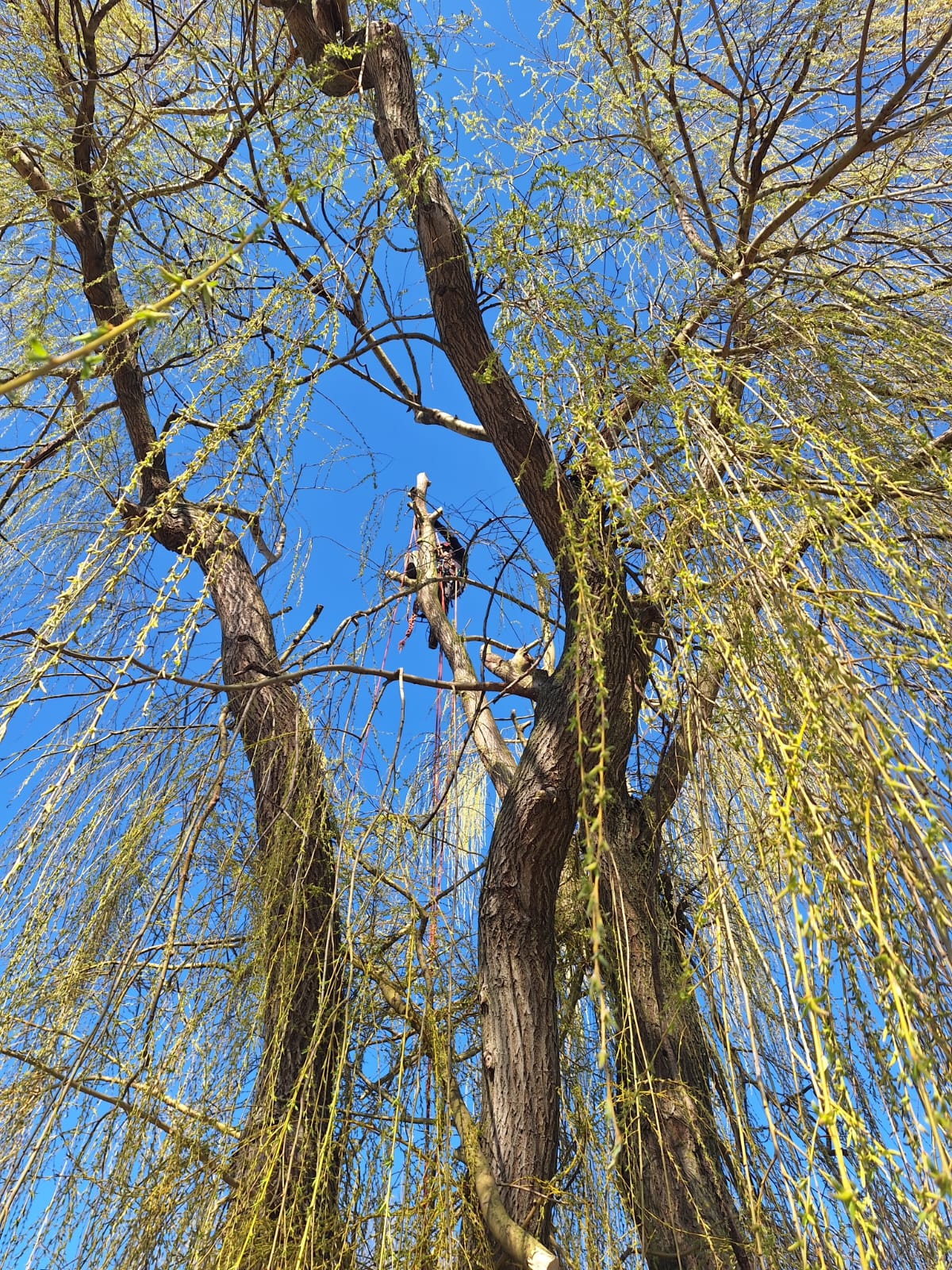 Lucrare Toaletare Salcie Supradezvoltata – Stupini, Brașov